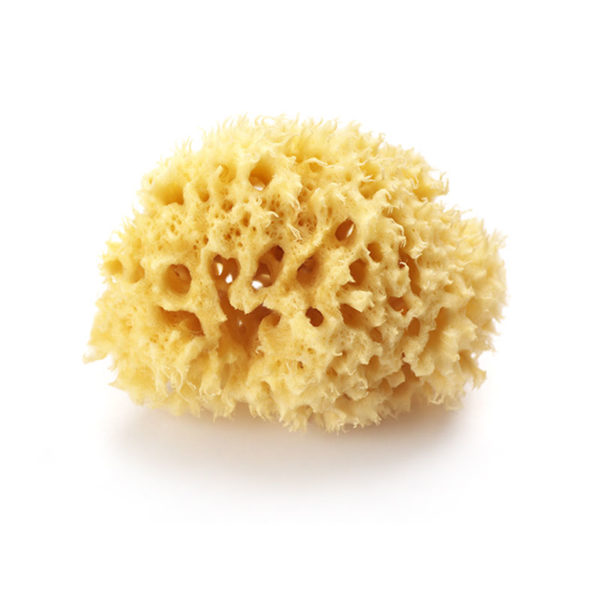 Closeup of an organic sponge.